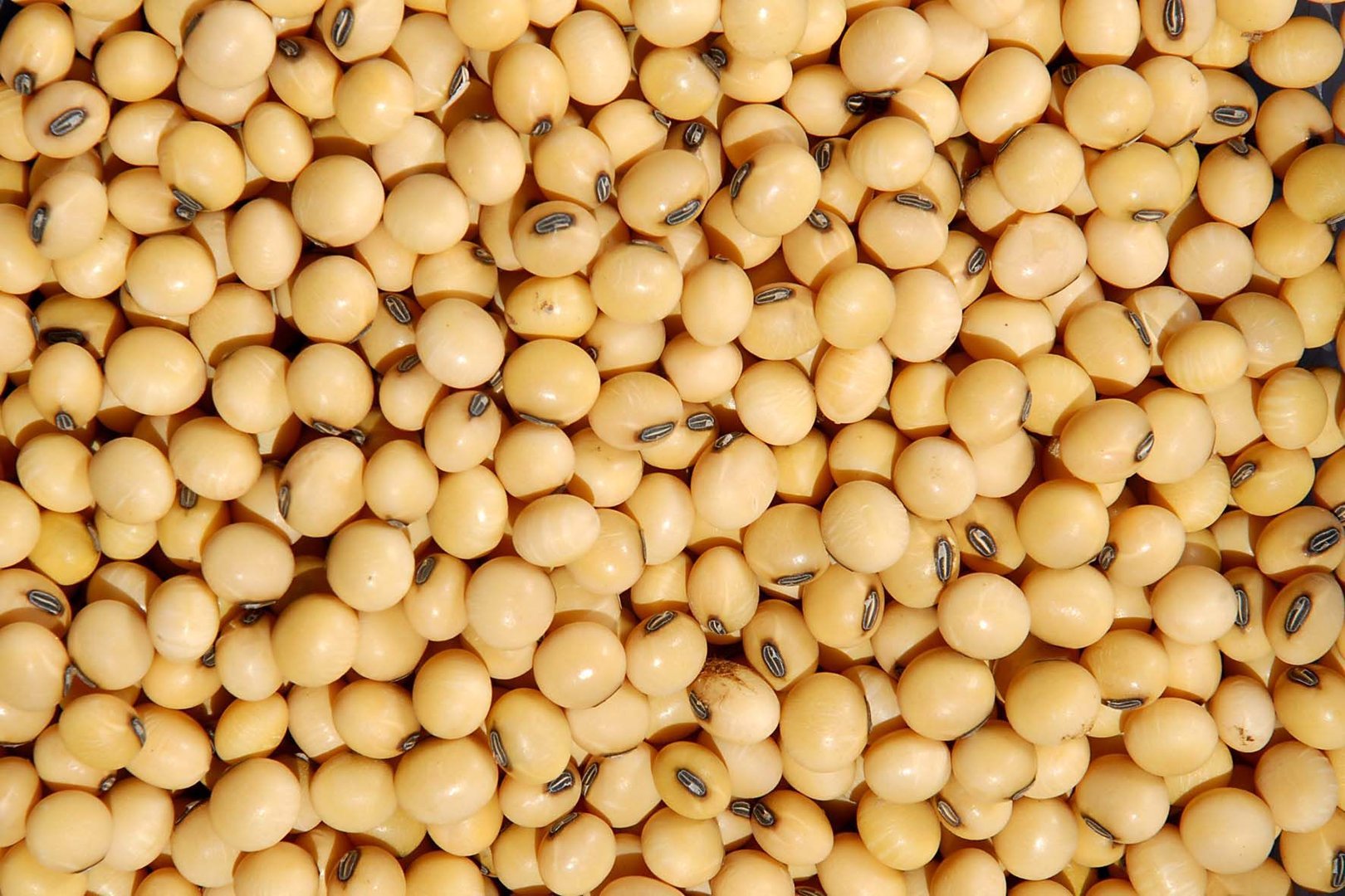 Grupa firm "ExportGrain" eksportuje soję, pochodzenie Kazachstan, FCA Kazachstan
