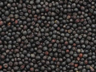 Grupa firm "ExportGrain" eksportuje rzepak, pochodzenie Kazachstan, FCA Kazachstan.