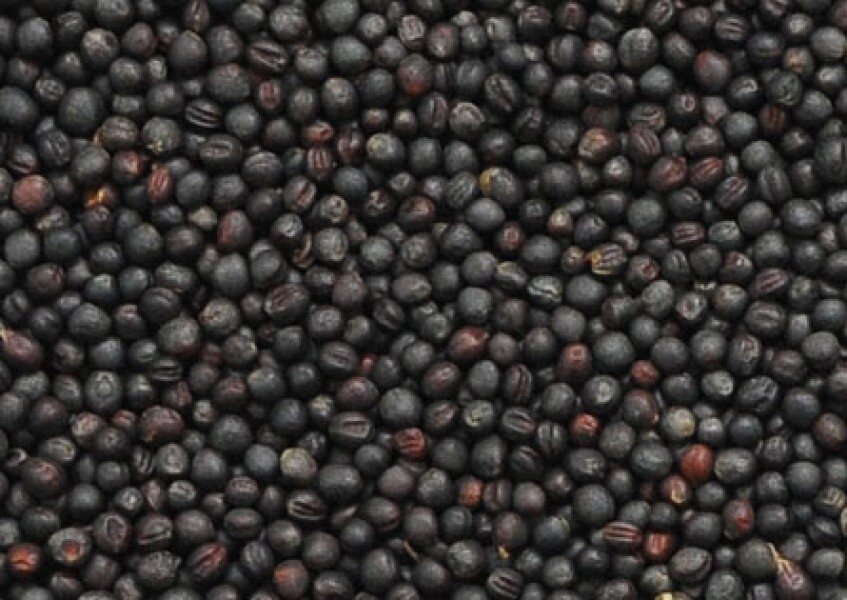 Grupa firm "ExportGrain" eksportuje rzepak, pochodzenie Kazachstan, FCA Kazachstan