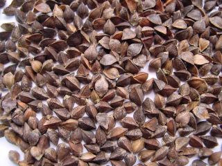 Grupa firm „ExportGrain” eksportuje grykę z Kazachstanu, FCA Kazachstan.