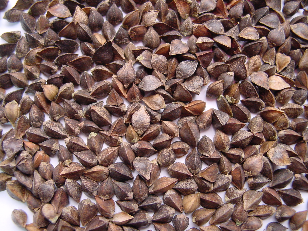 Grupa firm „ExportGrain” eksportuje grykę z Kazachstanu, FCA Kazachstan