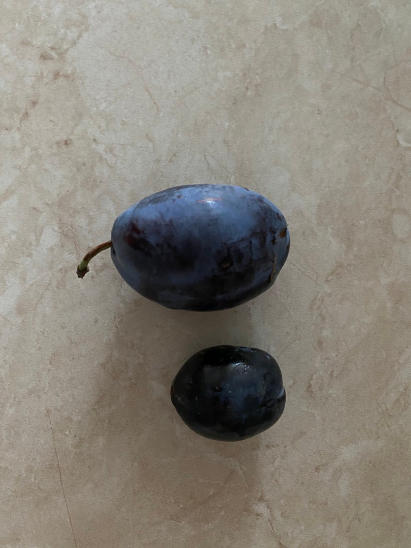 Stanley Plum Bezpośrednio od producenta sprzedajemy duże ilości odmian Stanley Plum