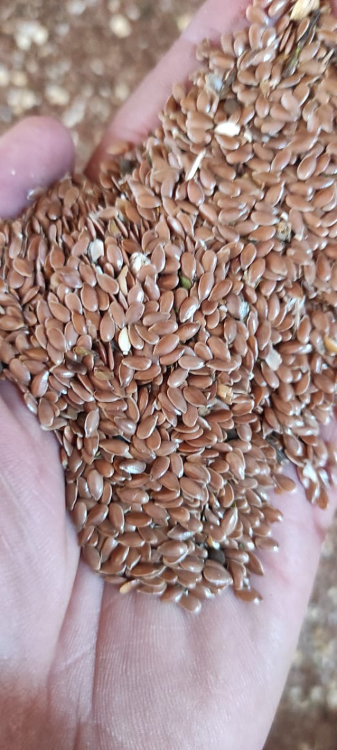 Sprzedam wysokiej jakości siemię lniane, czystość >98%, w big bagach lub workach 50/20kg, wilgotność