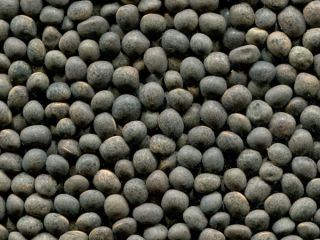 Grupa firm ExportGrain eksportuje wykę, pochodzenie Kazachstan, FCA Kazachstan.