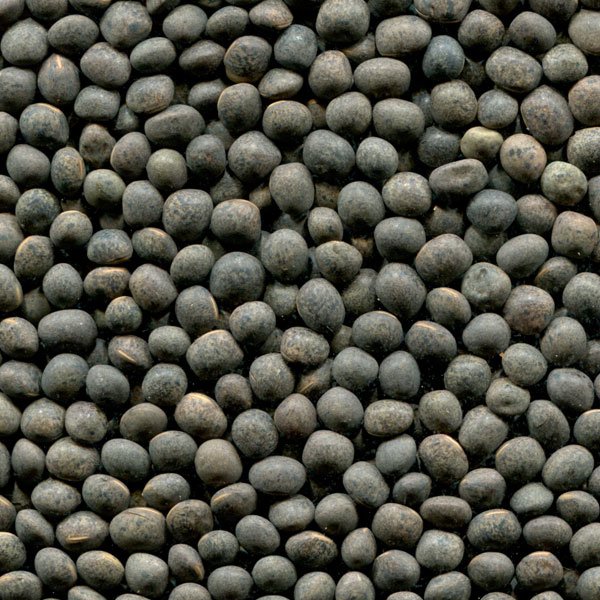 Grupa firm ExportGrain eksportuje wykę, pochodzenie Kazachstan, FCA Kazachstan