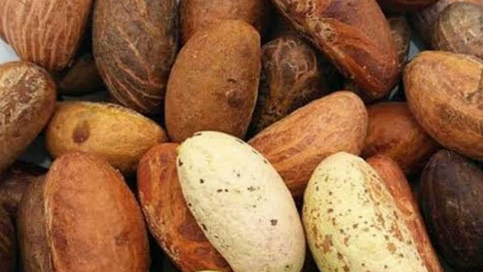 Szanowni Państwo Zajmujemy się dostarczaniem Garcinia Kola, typowej formy ziół, która służy jako środek pobudzający zdrowie oraz suplementy diety i preparaty