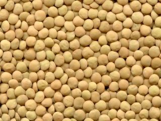 Grupa firm ExportGrain eksportuje zieloną soczewicę, pochodzenie Kazachstan, FCA