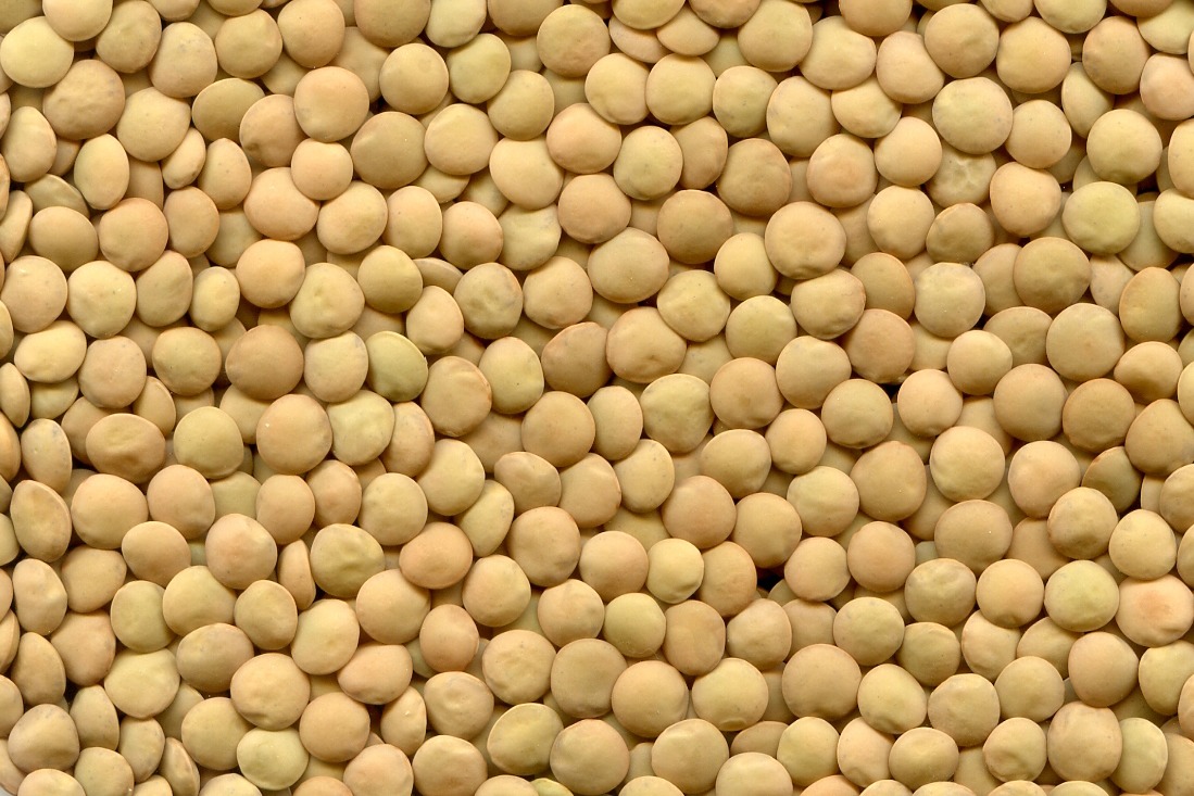 Grupa firm ExportGrain eksportuje zieloną soczewicę, pochodzenie Kazachstan, FCA Kazachstan