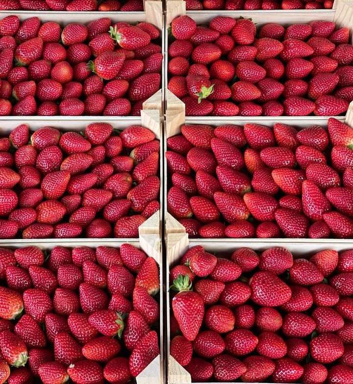 Truskawka hiszpańska, klasa ekstra, opakowania 2kg, 1kg, 500g, 250g