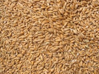 Sprzedam ok 38-40 ton pszenicy piekarniczej rubinsko, produkcja 2021r.