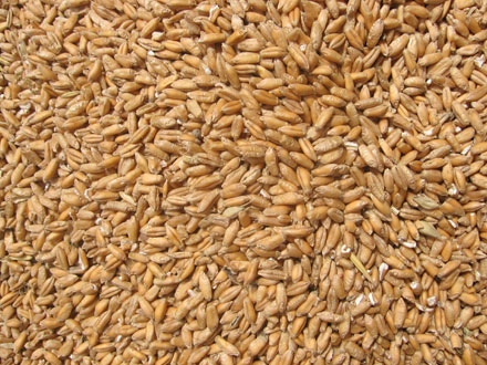Sprzedam ok 38-40 ton pszenicy piekarniczej rubinsko, produkcja 2021r