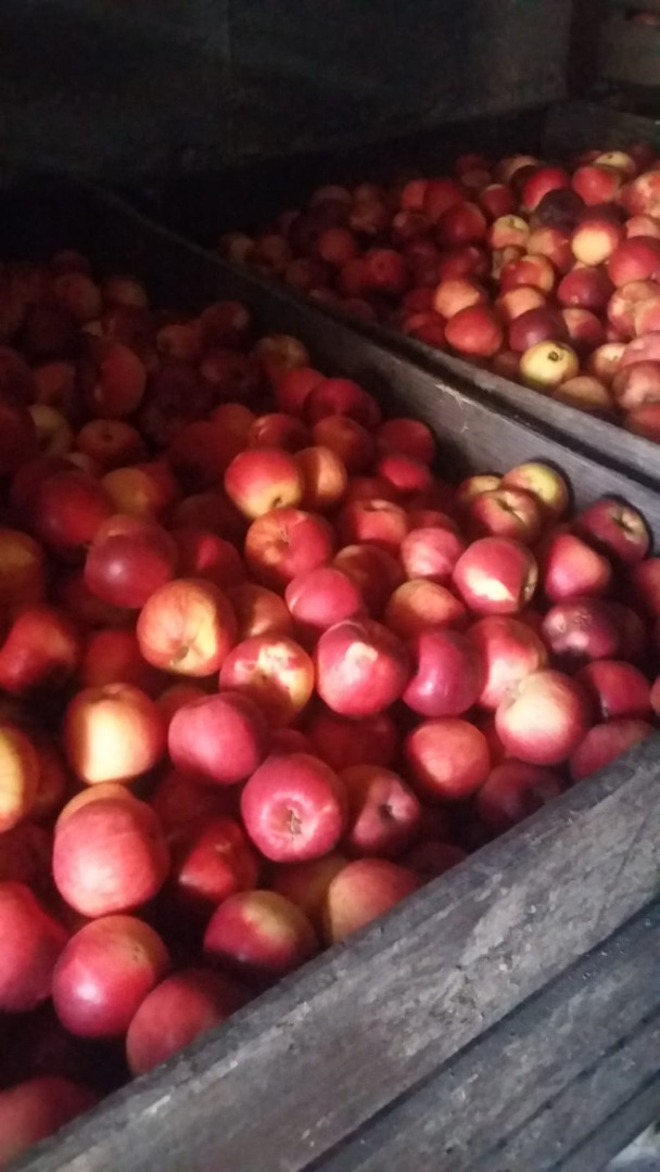 Sprzedam jabłka konsumpcyjne po cenie producenta