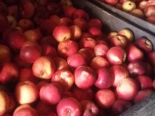 Sprzedam jabłka konsumpcyjne i soki w cenie producenta. Odmiany