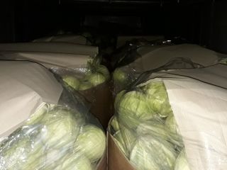 Witam sprzedam kapuste biala Storidor 1-4 kg kapusta zielona