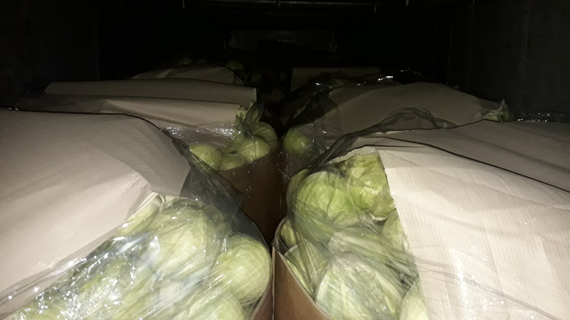 Witam sprzedam kapuste biala Storidor 1-4 kg kapusta zielona opakowanie dowolne