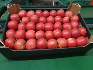 Faktura VAT. Jabłka SZAMPION/ALWA/NAJDARED z dostawą do markietów, sklepów