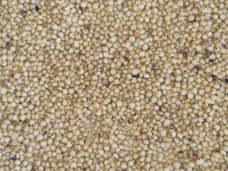 Sprzedam sorgo czerwone 1 000 ton. Pakowane w duże