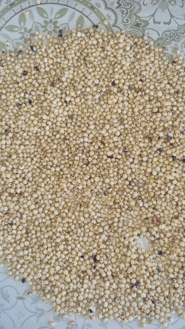Sprzedam sorgo czerwone 1 000 ton