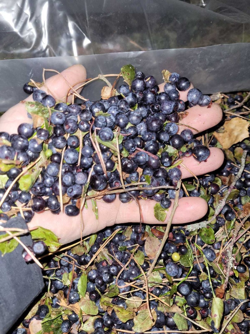 borówka (czarna jagoda) dziko szybko mrożone IQF bez czyszczenia, możliwe jest czyszczenie i pakowanie w tekturnicy 5-10 kg