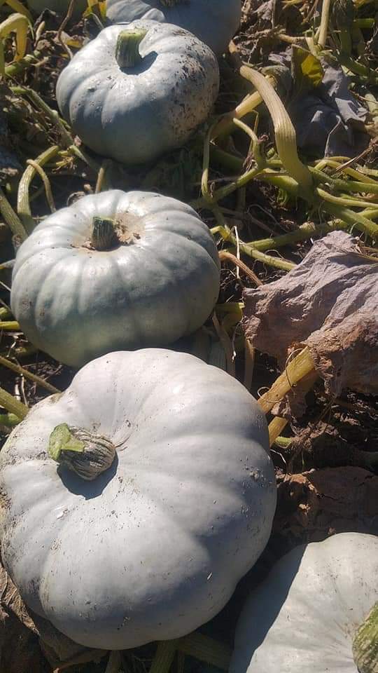 Bostan sortuje "Organiczne ciasto" owoc roku 2021
