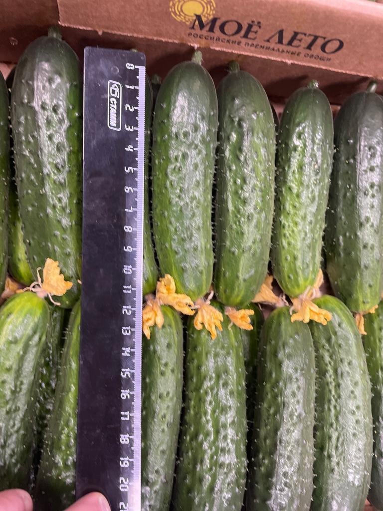 Sprzedam ogórek gruntowy ( firma Moje lato - Rosja) do 12 cm TIRO-we dostawy