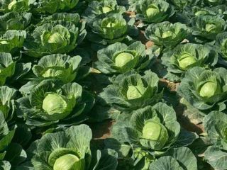 fresh white cabbage