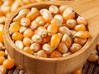 GMO i Non GMO Yellow Corn Grade A Pochodzenie:
