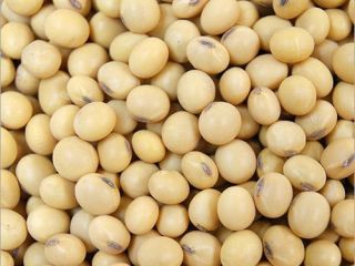 Ziarna soi GMO i Non GMO Grade A Pochodzenie: