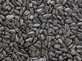 Nasiona słonecznika GMO i Non GMO Klasa A Pochodzenie: