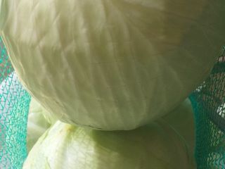 sprzedam kapuste białą marketową kal 1-3 oraz gołabkową kal
