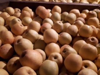 Sprzedam jabłka złote z siatką lub połyskiem cena 1,3