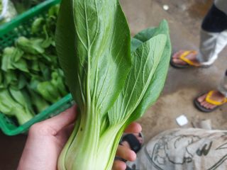 produkujemy różne rodzaje warzyw. Jak pomidory, bok choy, brokuły,
