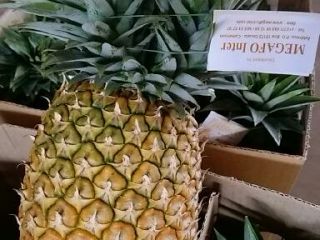 Najlepszy ananas z Kamerunu. Dostarczamy świeży i słodki ananas