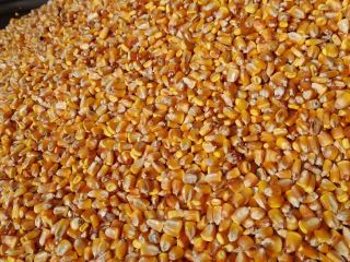 Sprzedam soję 50-60 ton 2,8 lei kg Ziarna kukurydzy