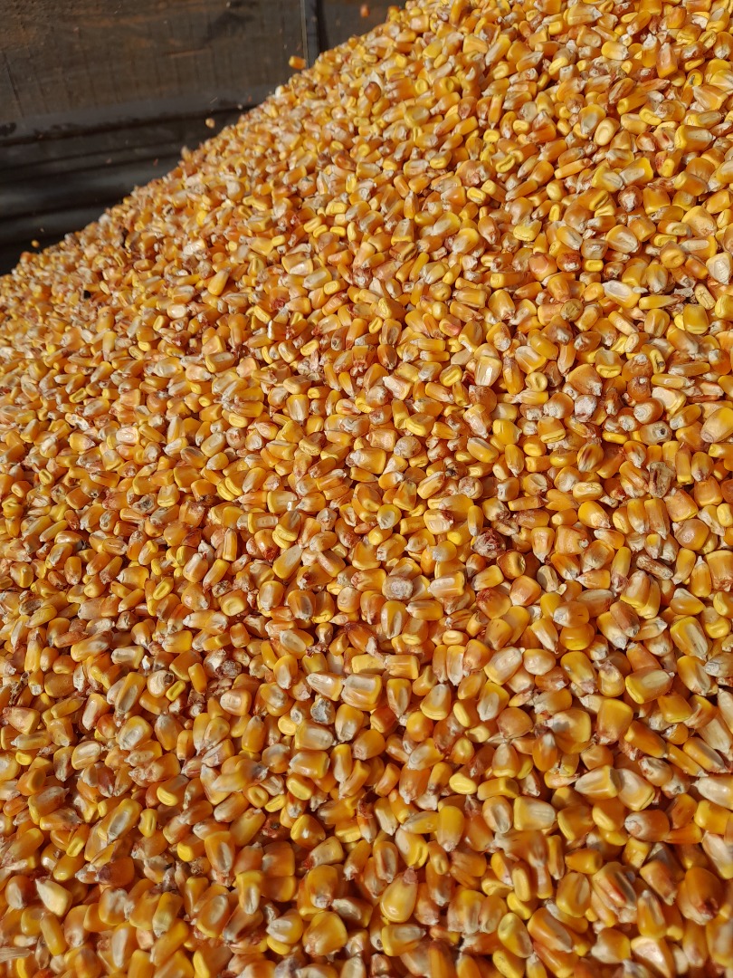 Sprzedam soję 50-60 ton 2,8 lei kg Ziarna kukurydzy 1,5 lei kg