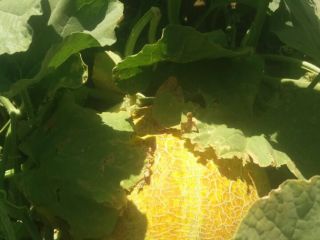 Sweet Melons from Republic of Uzbekistan! We can deliver