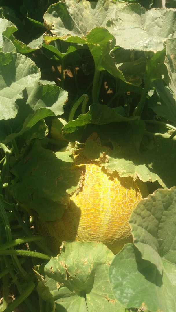 Sweet Melons from Republic of Uzbekistan! We can deliver our melons to any country of World! Min order 20 tonn
