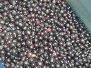 Oferuję porzeczkę czarną mrożoną, opakowanie karton 10kg.