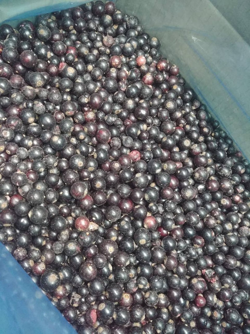 Oferuję porzeczkę czarną mrożoną, opakowanie karton 10kg
