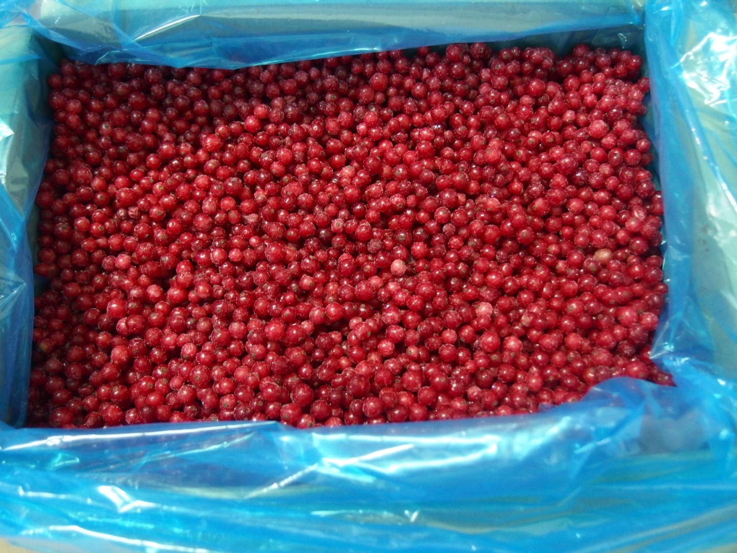 Oferuję porzeczkę czerwoną mrożoną, opakowanie karton 10kg i worek 25kg