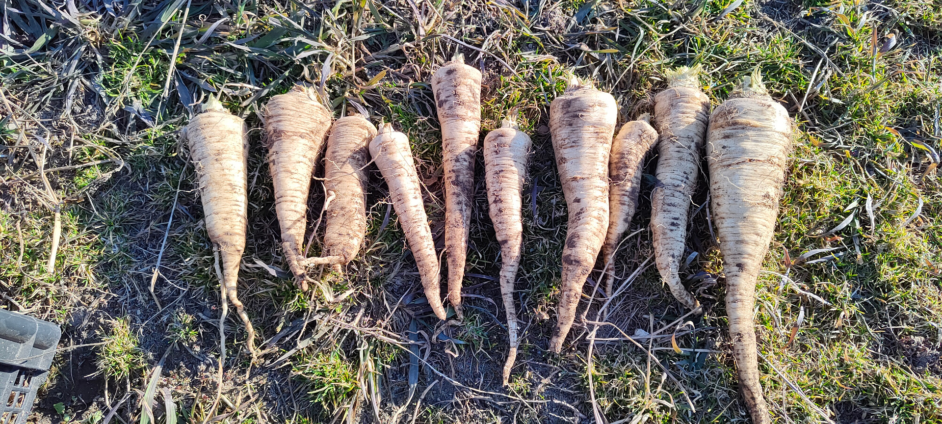 Sprzedam pietruszkę Arat, ok