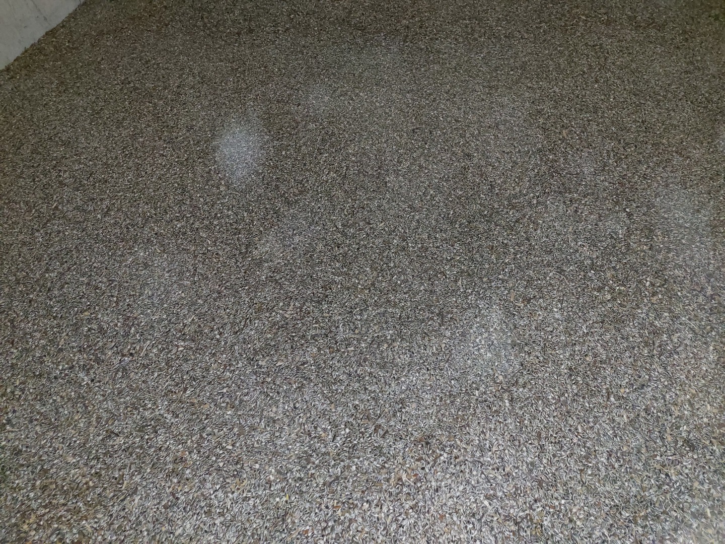 Odmiana Iregi Csikos