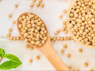 SPECYFIKACJA: SOJA GMO Wilgotność: 14% max. Organoleptyczny: czysty i