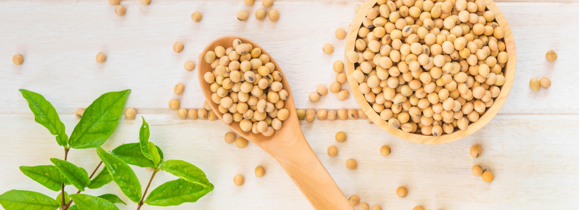 SPECYFIKACJA: SOJA GMO Wilgotność: 14% max