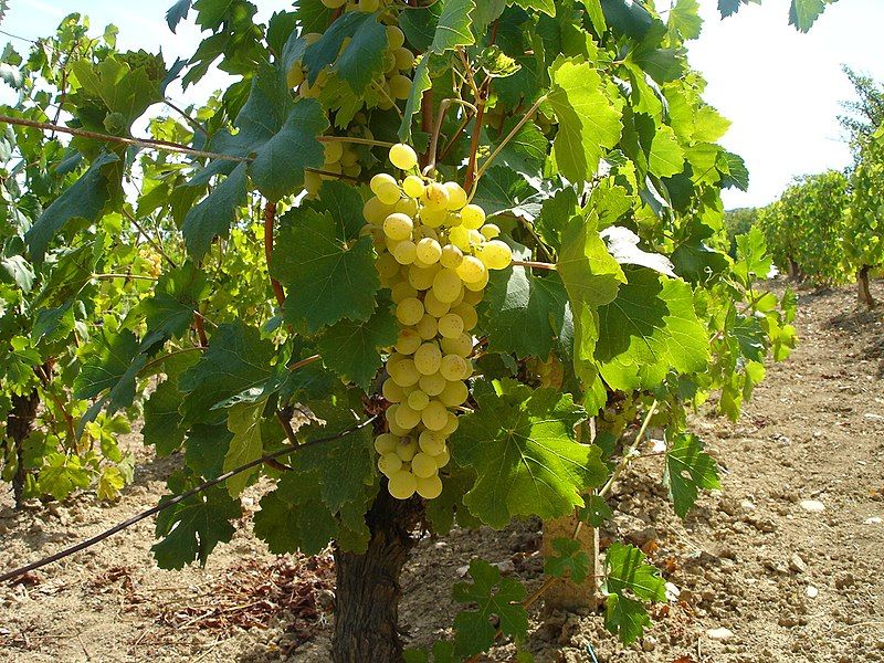 Mój ojciec, który mieszka w Macedonii, ma region uprawy winorośli, a także sprzedaje winogrona Ma Gelber Muskateller Z tej odmiany produkowane jest najwyższej