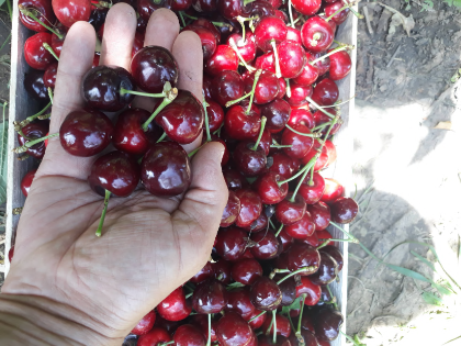 Sprzedamy wiśnie : Burlat , Sweet Arianna, Black Star, Grace Star, Carmen, Prime Giant i inne, w plastikowych/drewnianych skrzynkach 5-6 kg