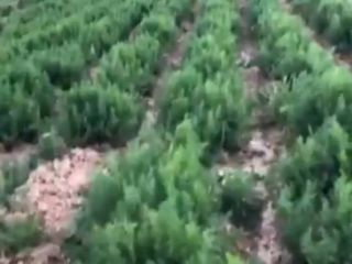 Продам оптом укроп Vladyslav