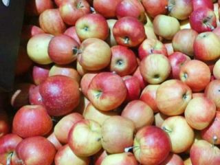 Witam, mam do sprzedania różne jabłka mołdawskie, najlepiej na