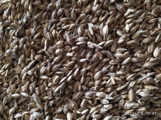 Sprzedano 20 ton ORGANICZNEGO NIEGOTOWANEGO ORKISZU. Cena z dostawą