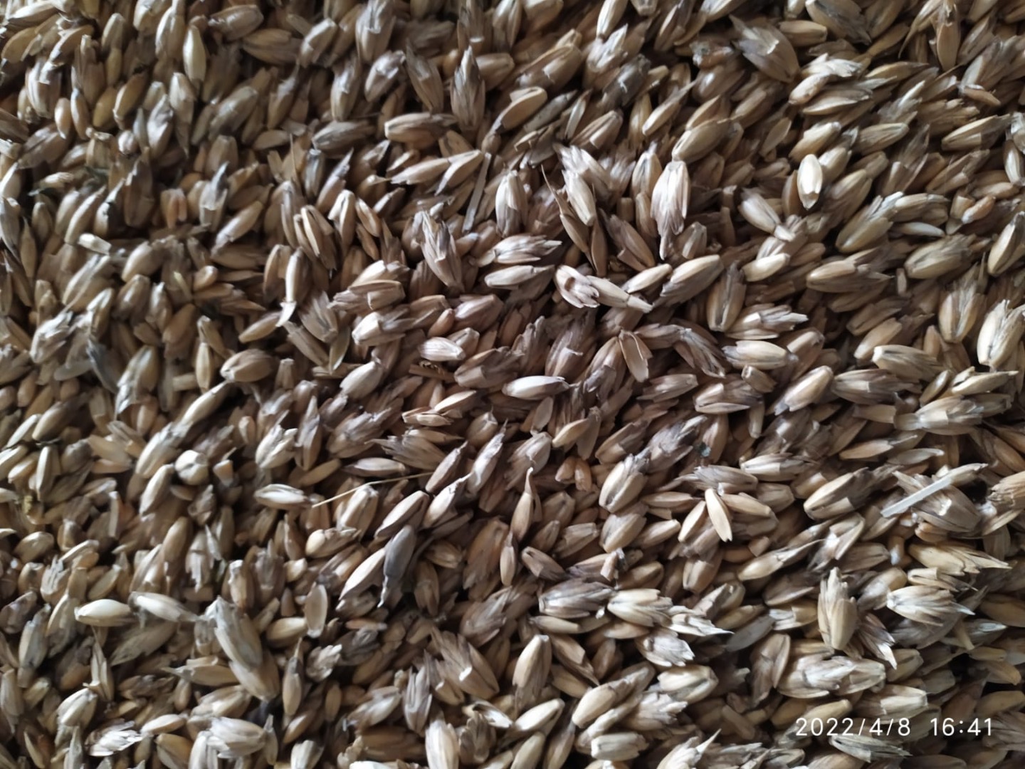 Sprzedano 20 ton ORGANICZNEGO NIEGOTOWANEGO ORKISZU